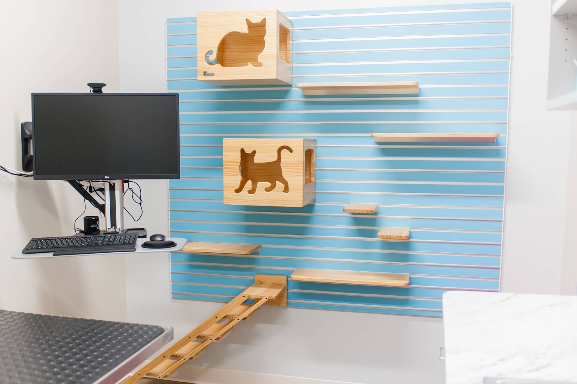 A cat shelves on a wall