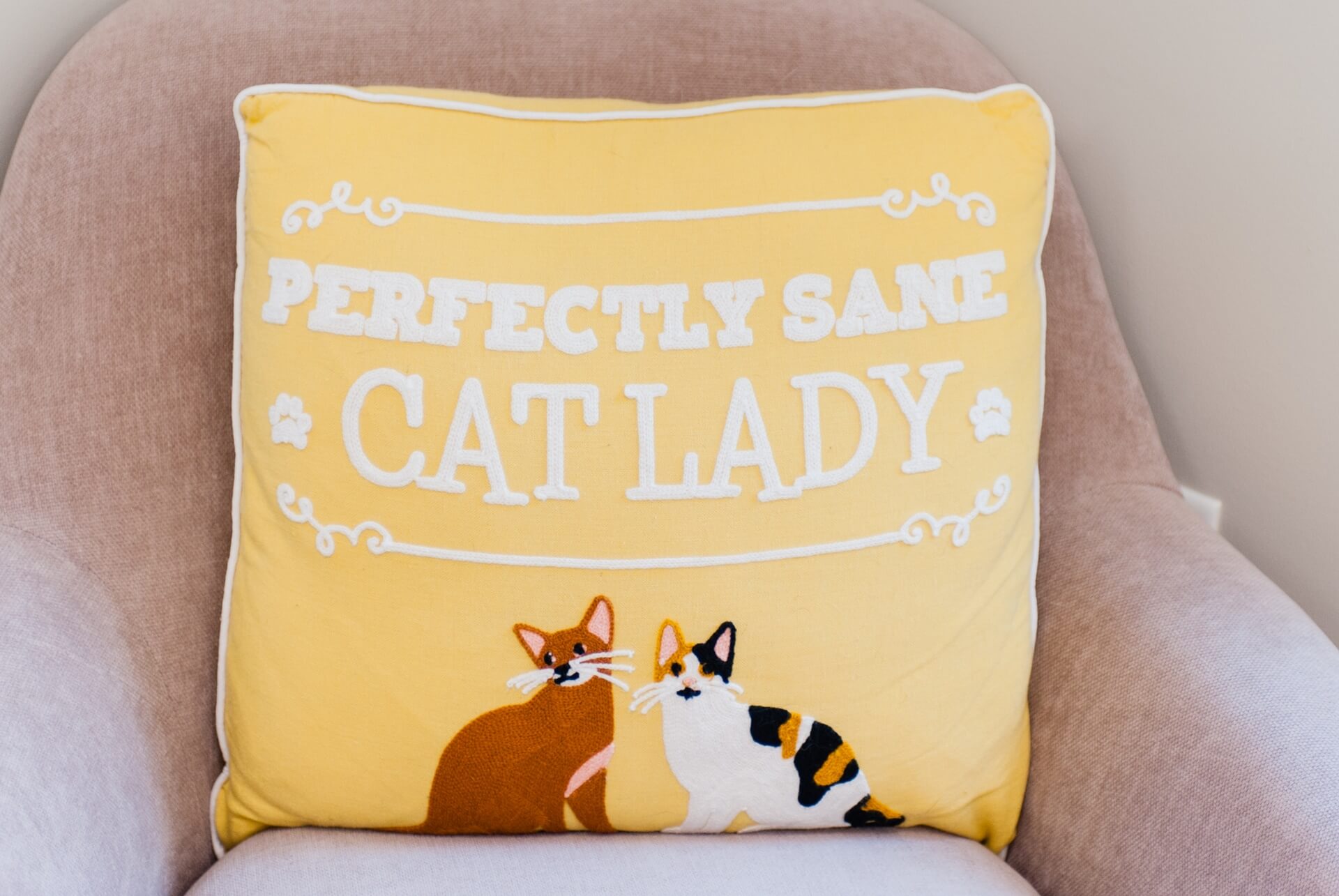 Cat library morrisville cat hospital