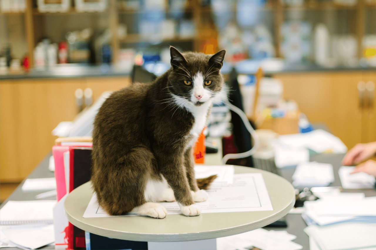 Cat Internal Medicine in Morrisville, NC 27520 Morrisville Cat Hospital