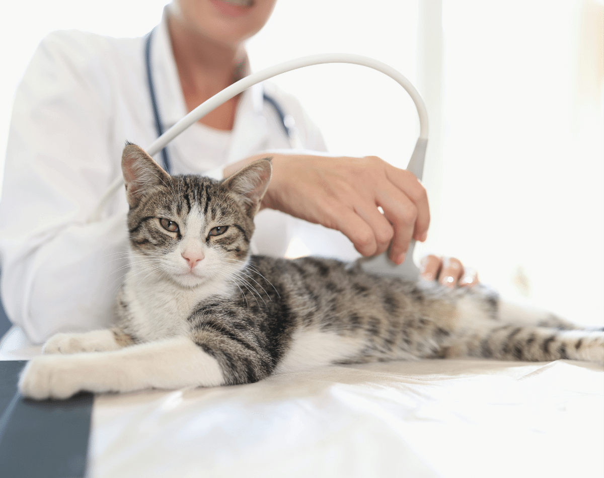 Veterinarian conducts ultrasound of cat
