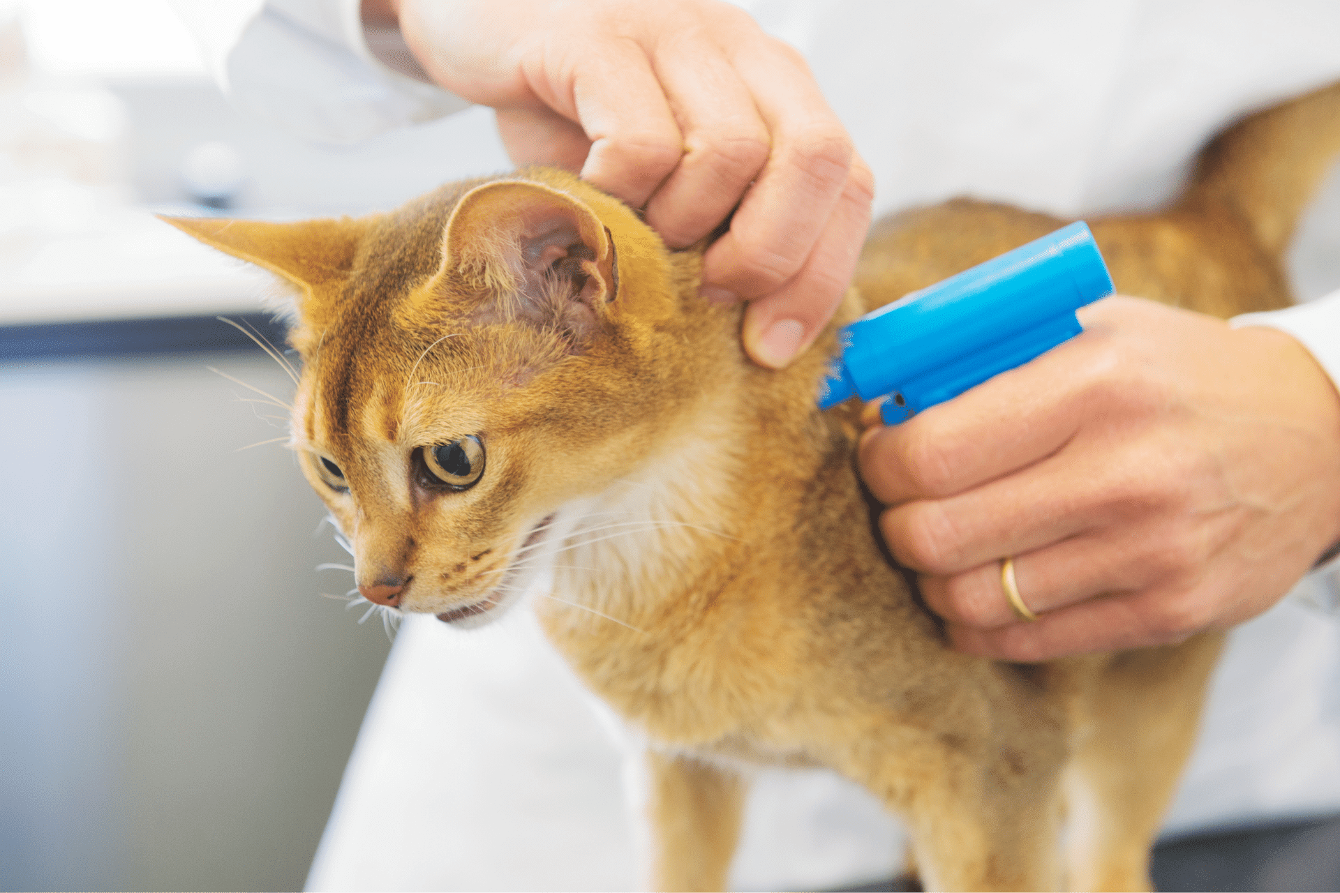 Microchip implant for cat by Vet