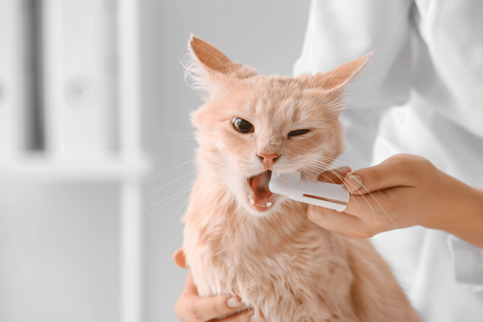 Vet brushing cat teeth